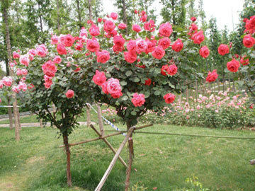 南阳桂花树基地，最适合桂花栽种的季节