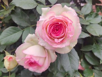 玫瑰是生活中的浪漫调味品