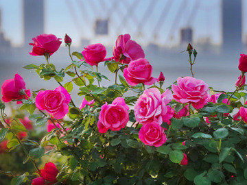不同颜色玫瑰花的花语是什么？