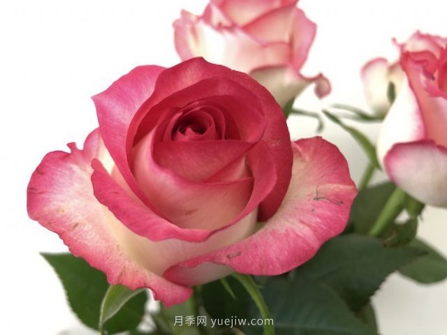朱米莉亚月季，花开媲美玫瑰(图1)