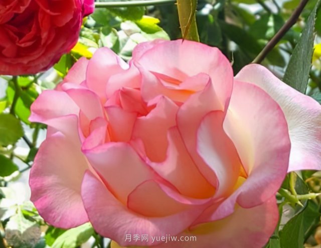 朱米莉亚月季，花开媲美玫瑰(图2)