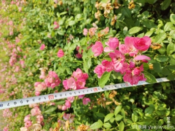 安吉拉月季盆栽苗，60厘米高基地发货