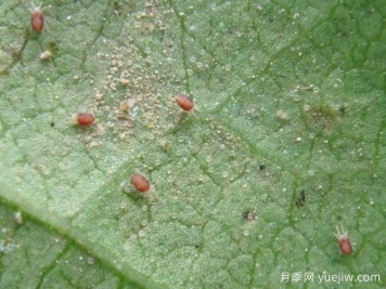 月季常见病虫害之红蜘蛛的习性和防治措施