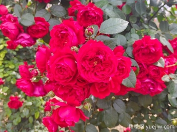 6款红色系的藤本月季品种，适合打造网红花墙