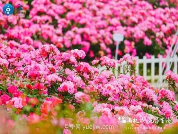 2024年第二届杭州市月季花展举办，赏500万株月季