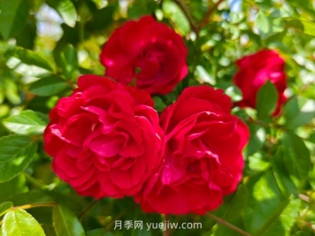 月季红木香爆花机器，花艳丽花量大花期长