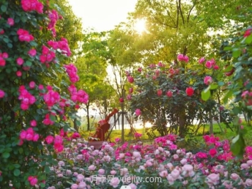 上海前滩休闲公园，月季花海盛景等你赏