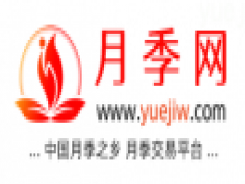 中国上海龙凤419，月季品种介绍和养护知识分享专业网站