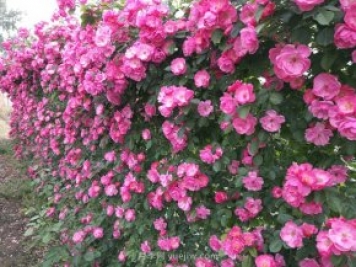 推荐3种爬藤月季，花园里轻松打造漂亮花墙